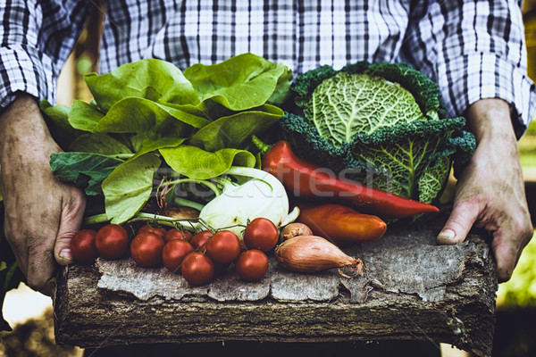Farmer with kale Stock photo © mythja