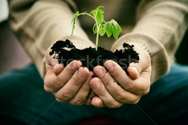 Tuin kiemplant tuinman plantaardige voorjaar plant Stockfoto © mythja