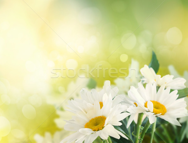 Primăvară vară abstract bokeh margaretă flori Imagine de stoc © mythja