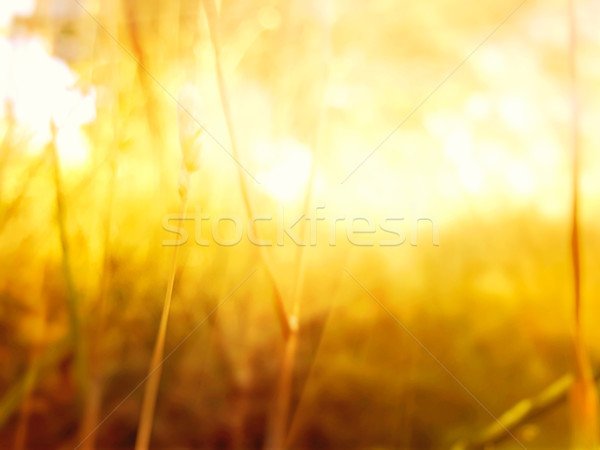 Download Bokeh Jpg Internet Pics