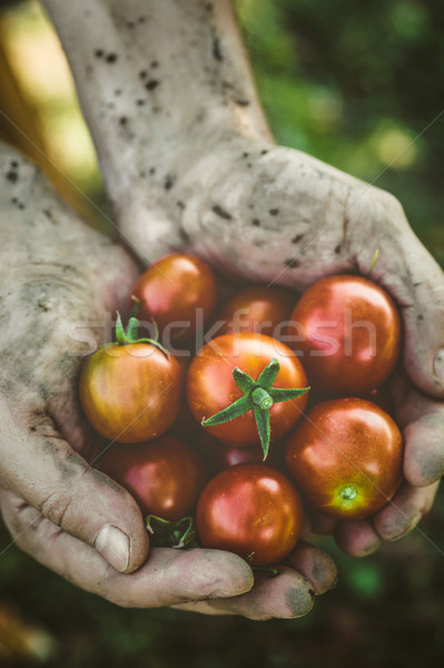 Stock foto: Tomaten · Ernte · Herbst · Hände · frisch