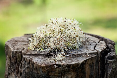 Alfalfa sprouts on wood Stock photo © mythja