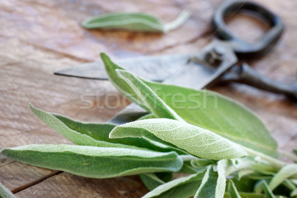 Freshly harvested herbs  Stock photo © mythja