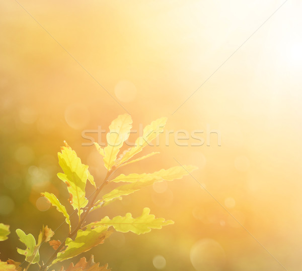 Automne feuille matin couleurs espace de copie forêt [[stock_photo]] © mythja