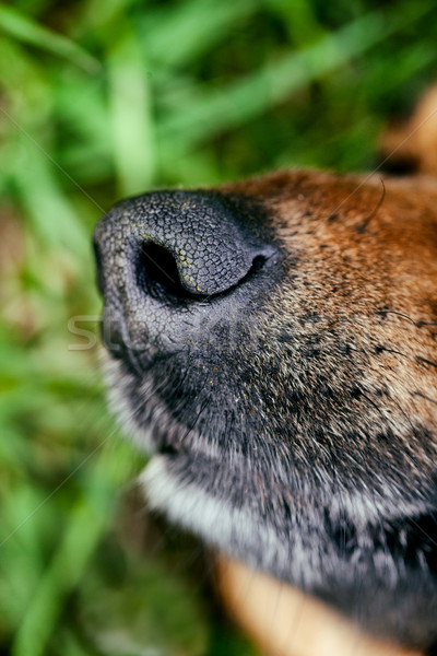 Hund Schnauze Tier Nase glücklich Stock foto © mythja
