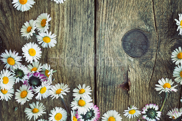 [[stock_photo]]: Printemps · marguerites · fraîches · bois · nature · espace · de · copie