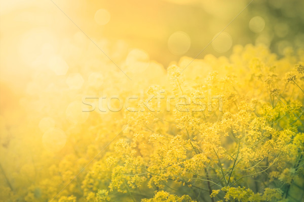 Floral abstract background Stock photo © mythja