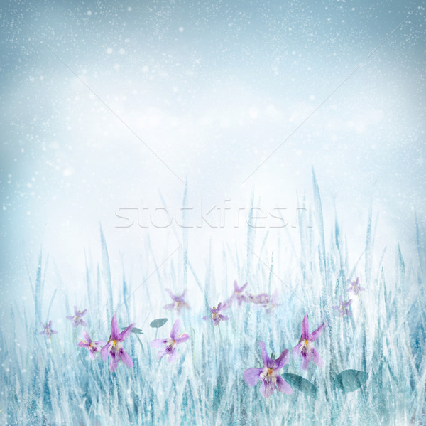 Foto stock: Primavera · floral · violeta · flores · inverno · natureza