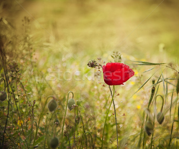 Pipacs virág virágmintás nyár legelő tavasz Stock fotó © mythja