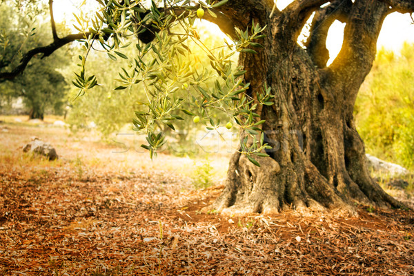 Old olive tree Stock photo © mythja