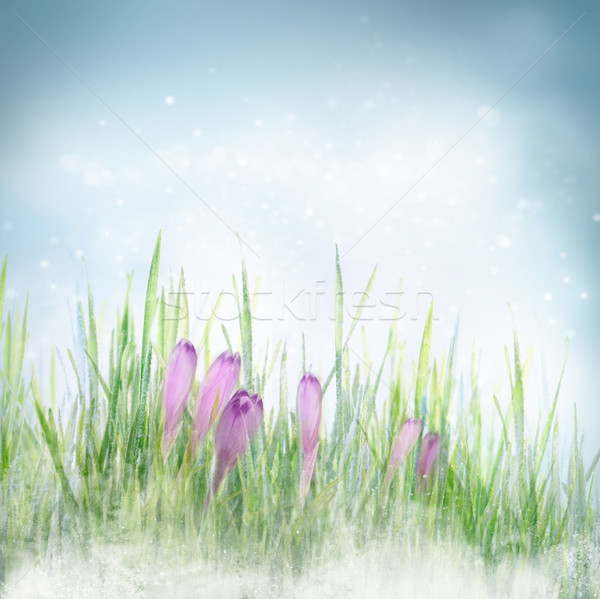 Wiosną kwiatowy krokus kwiaty zimą wcześnie Zdjęcia stock © mythja