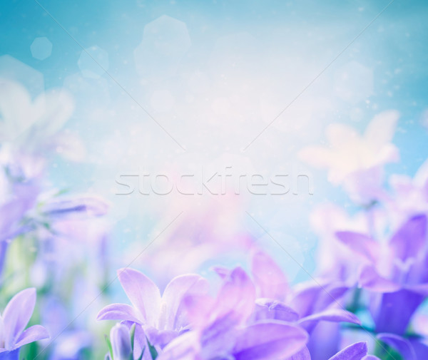 Campanula floral background Stock photo © mythja