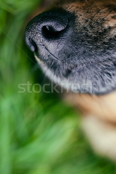 Hund Schnauze Tier Nase glücklich Stock foto © mythja