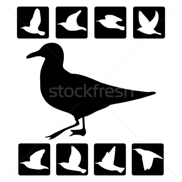 Bird silhouette Stock photo © Myvector