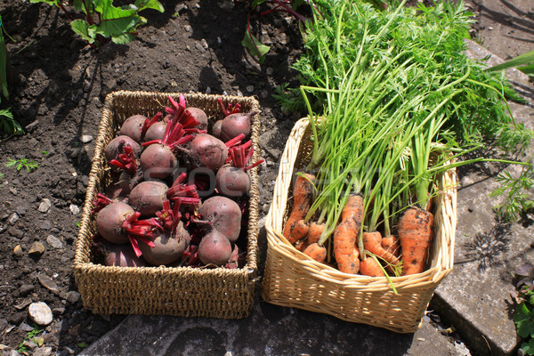 Orgânico produzir crescido raiz de beterraba cenouras Foto stock © naffarts