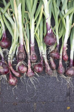Red Baron Onions Stock photo © naffarts