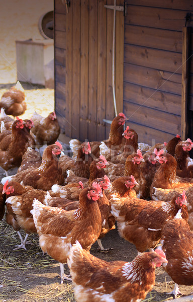 Brown Hens Stock photo © naffarts