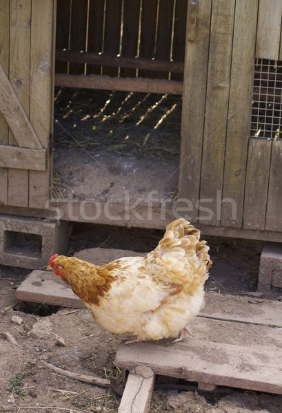 Tavuk kahverengi tavuk ahşap kırsal tüy Stok fotoğraf © naffarts