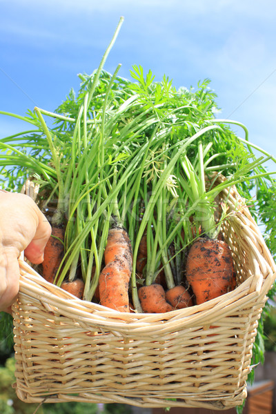 Stock photo: Basket of Organic Carrots