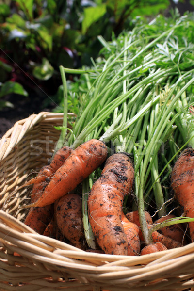 Fresh Carrots Stock photo © naffarts