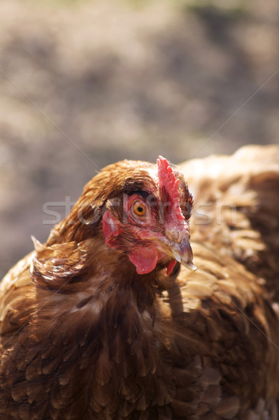 Kahverengi tavuk kadın tavuk tüy kırmızı Stok fotoğraf © naffarts