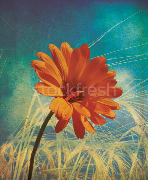 Turuncu grunge çiçek ayarlamak altın buğday Stok fotoğraf © naffarts
