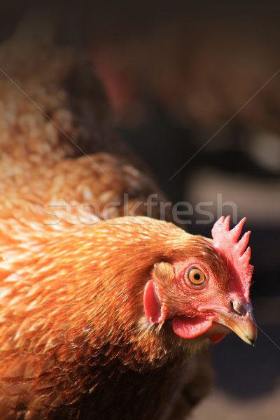Rosolare gallina testa spalle view libero Foto d'archivio © naffarts