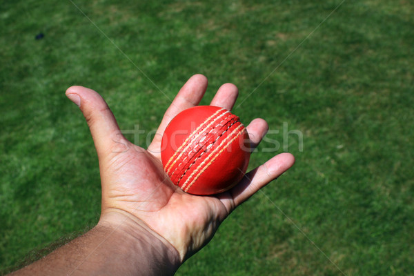 Rosso pelle cricket palla open mano Foto d'archivio © naffarts