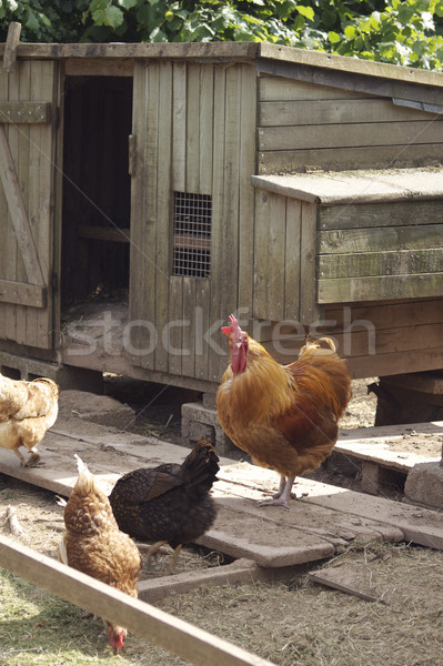 Civciv ahşap tavuk kahverengi üç kırsal Stok fotoğraf © naffarts