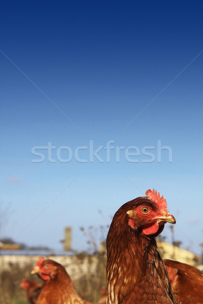 Kahverengi tavuk kafa omuzlar görüntü ayarlamak Stok fotoğraf © naffarts