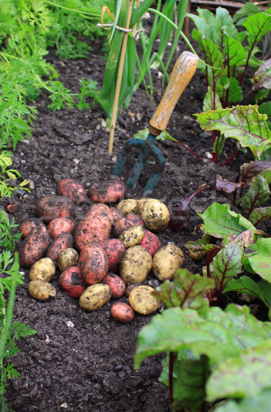 First Spuds Stock photo © naffarts