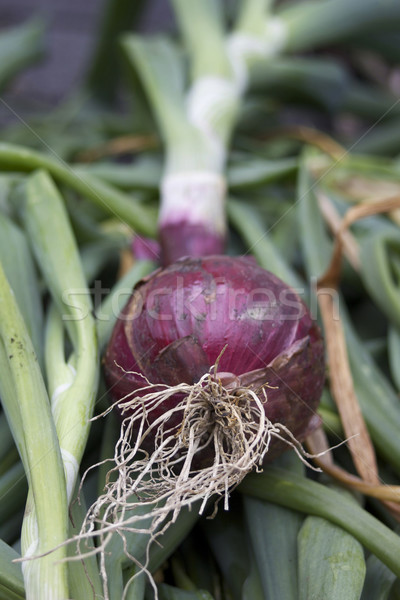 Red Onion Stock photo © naffarts