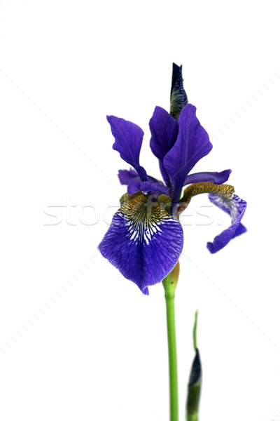 Foto stock: Púrpura · iris · establecer · aislado · blanco · flor