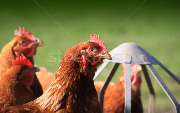 Feeding Brown Hens Stock photo © naffarts