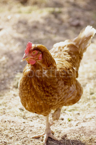 Stock photo: Hen