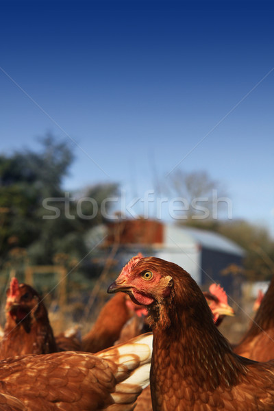 Brown Hen 3 Stock photo © naffarts