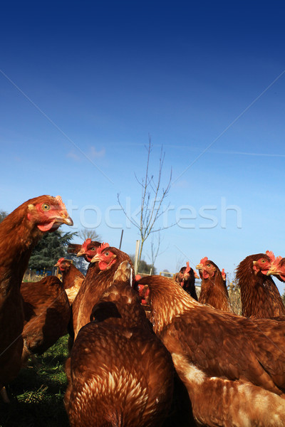 stock photo: brown hens 3