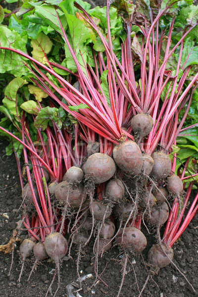 Stock photo: Beetroot Harvest