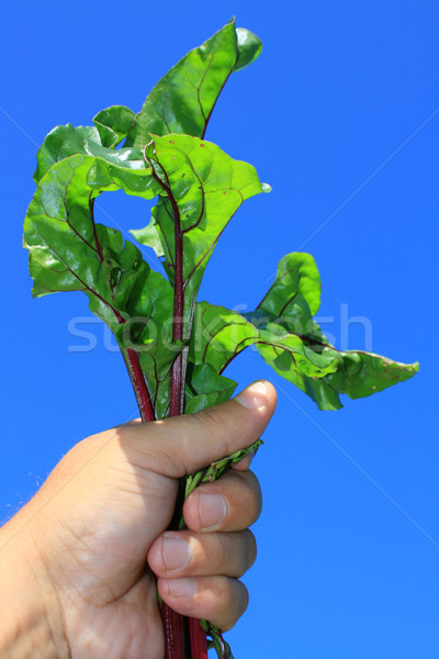 Stock foto: Blätter · jungen · Rote · Bete · Boden · top · Hand