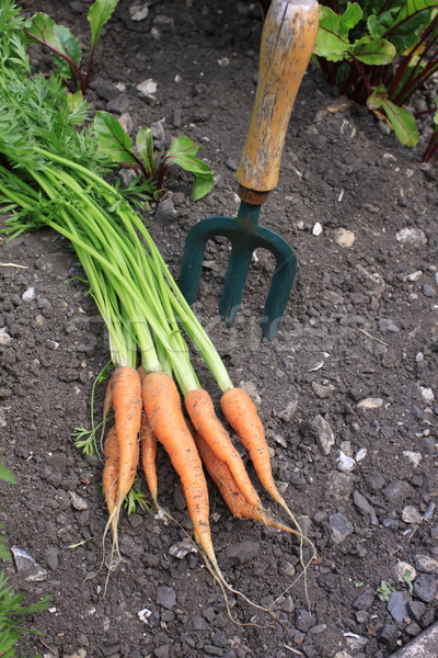Organic Carrots Stock photo © naffarts