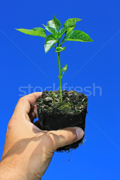 Jóvenes árbol joven planta verde pimienta mano Foto stock © naffarts
