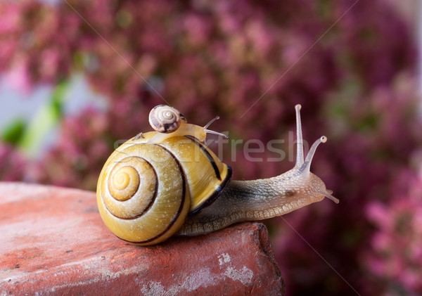 Amarelo preto caracol Foto stock © nailiaschwarz