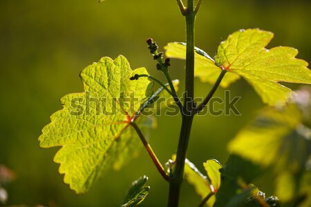 Vineyard in Southwest Germany Stock photo © nailiaschwarz