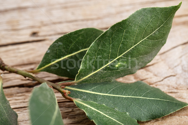 Fraîches laurier brindille table laisse [[stock_photo]] © nailiaschwarz