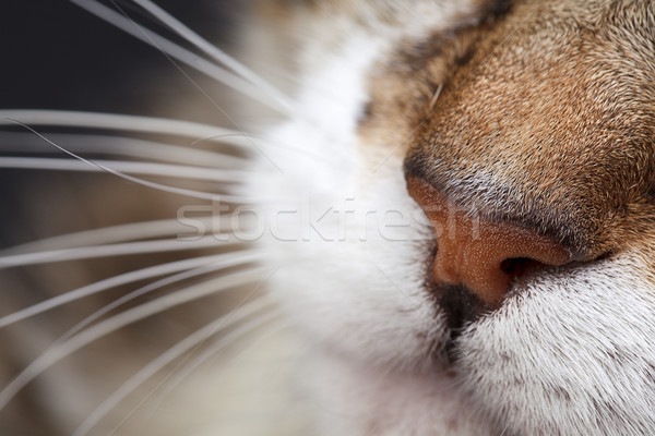 House Cat Stock photo © nailiaschwarz