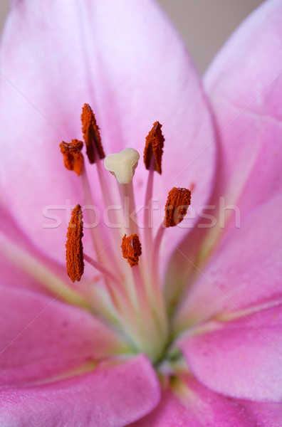 Vintage w stylu retro różowy lilie lilia kwiaty Zdjęcia stock © nailiaschwarz
