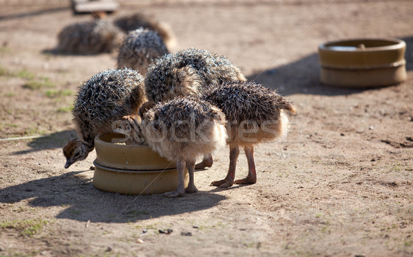 Jeunes groupe autruche oiseau ferme Allemagne [[stock_photo]] © nailiaschwarz