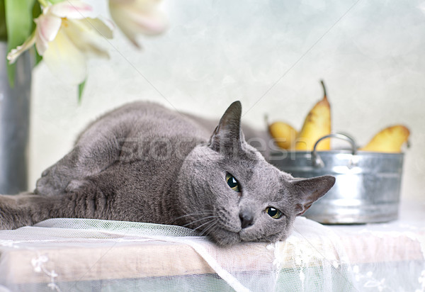 Blau Katze Tabelle Schüssel frischen Stock foto © nailiaschwarz