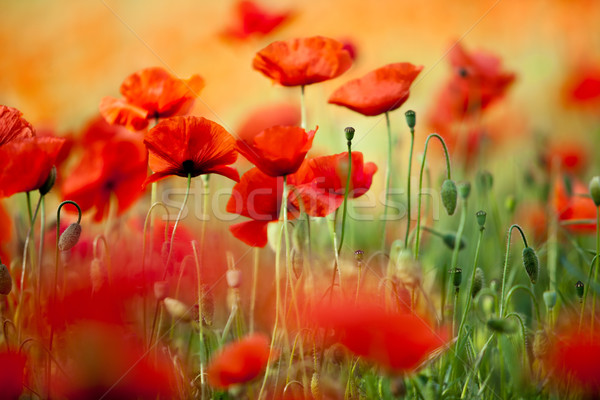 Roşu porumb mac flori câmp cer Imagine de stoc © nailiaschwarz
