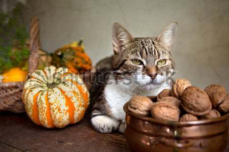 Autumn Cat Stock photo © nailiaschwarz